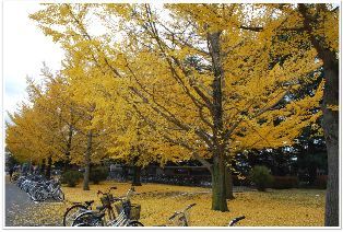 総合研究棟西側のイチョウです