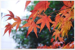 きれいに紅葉しています