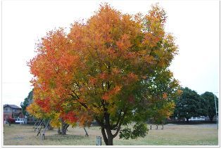 11月8日の櫂の木です