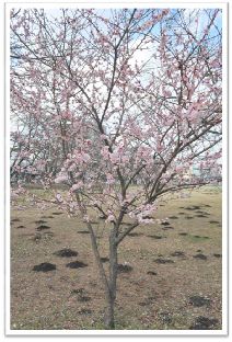 花桃の近くにある梅の木です