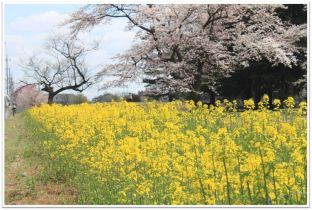 菜の花畑です