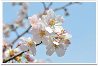 桜の花です